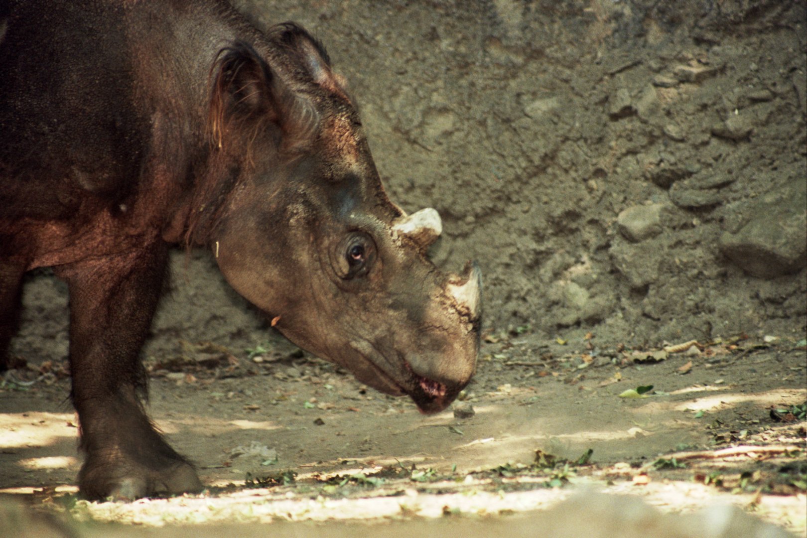 Sumatran rhino (Dicerorhinus sumatrensis)