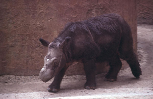 Sumatran Rhino Emi