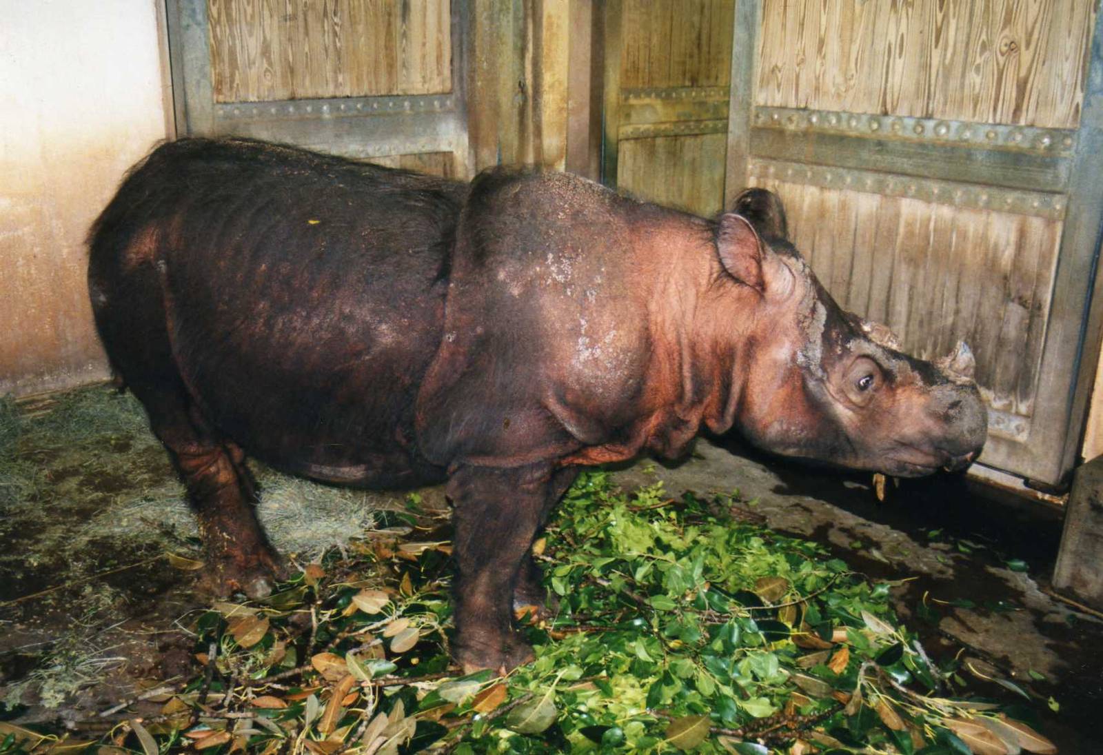 Sumatran Rhino " Emi"