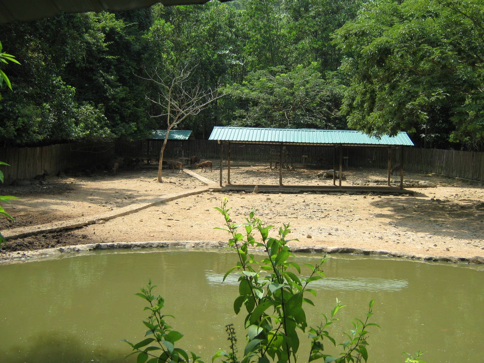 Sumatran rhino enclosure
