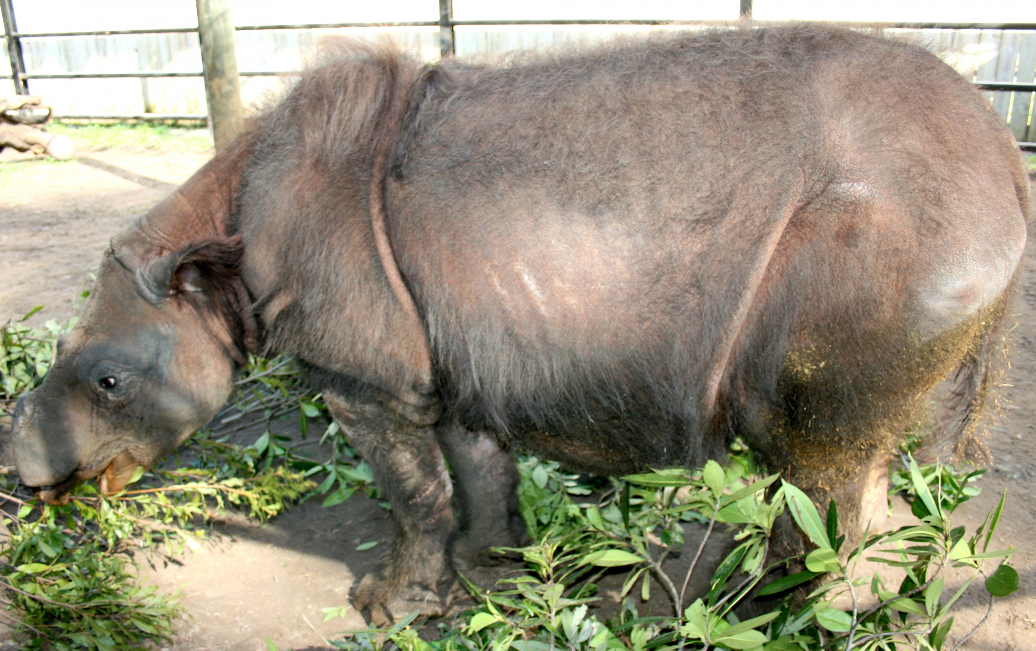 Sumatran rhino 'Harapan'; White Oak; February 2009