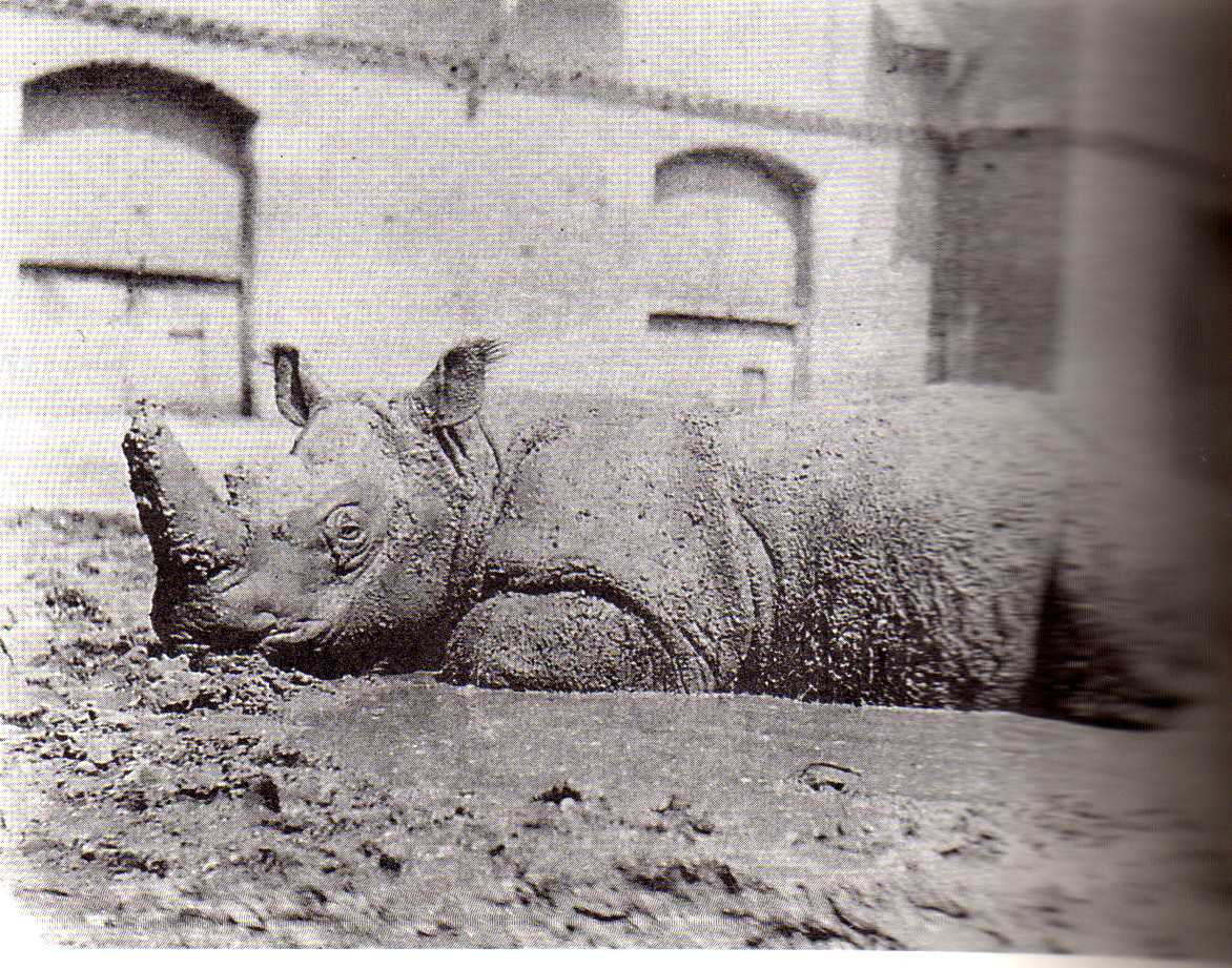 Sumatran rhino in mudhole