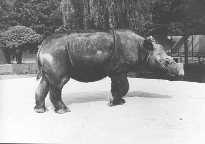 Sumatran Rhino in the outdoor exhibit