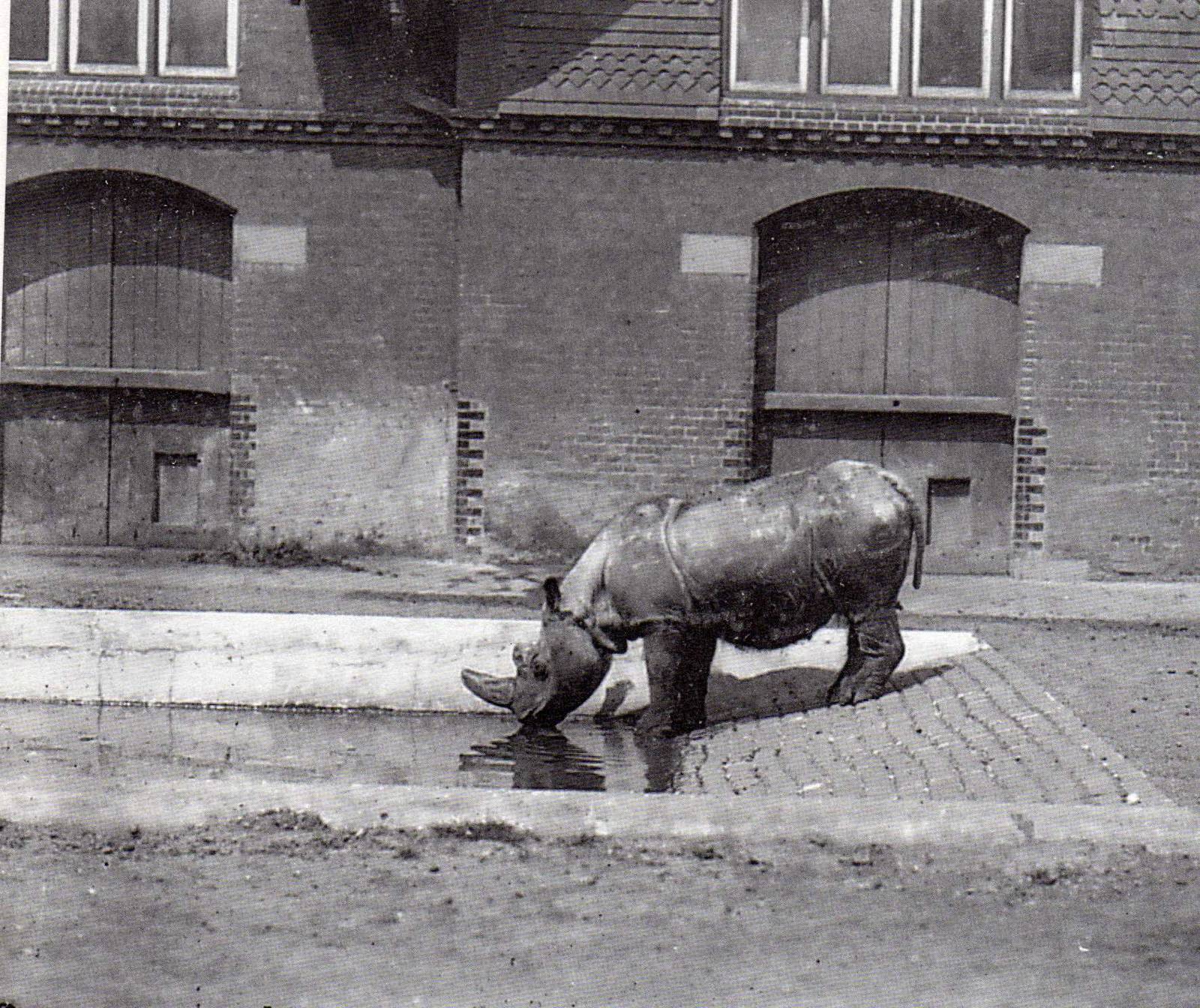 Sumatran rhino jackson