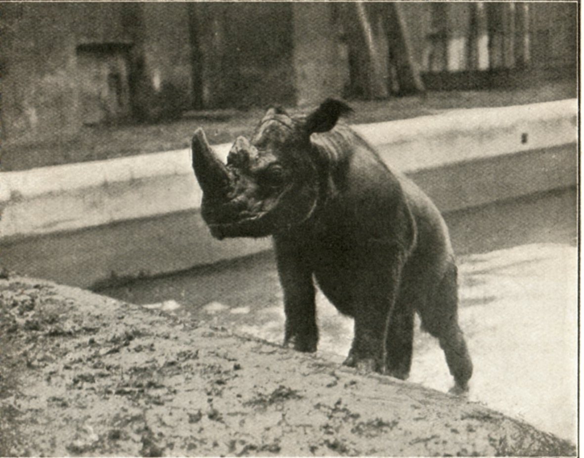 Sumatran Rhino Jackson