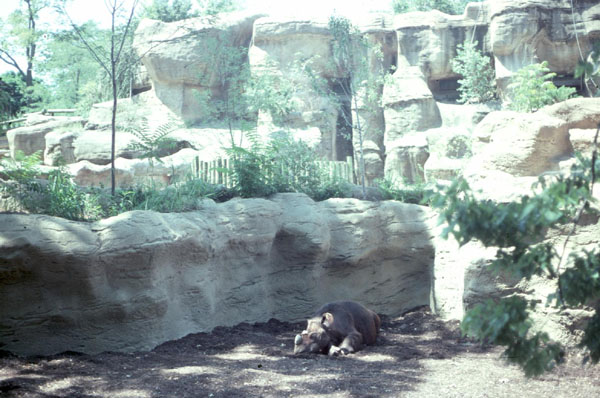 Sumatran Rhino Mahato