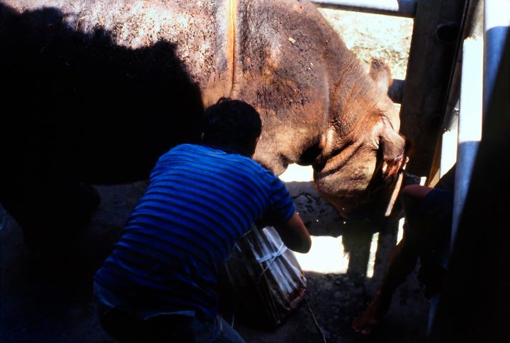 Sumatran Rhino Male Rokan  90's