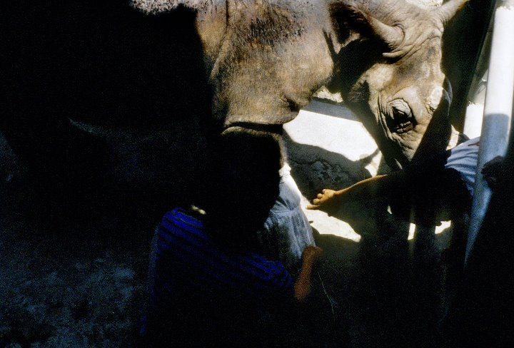 Sumatran Rhino Male Rokan  90's