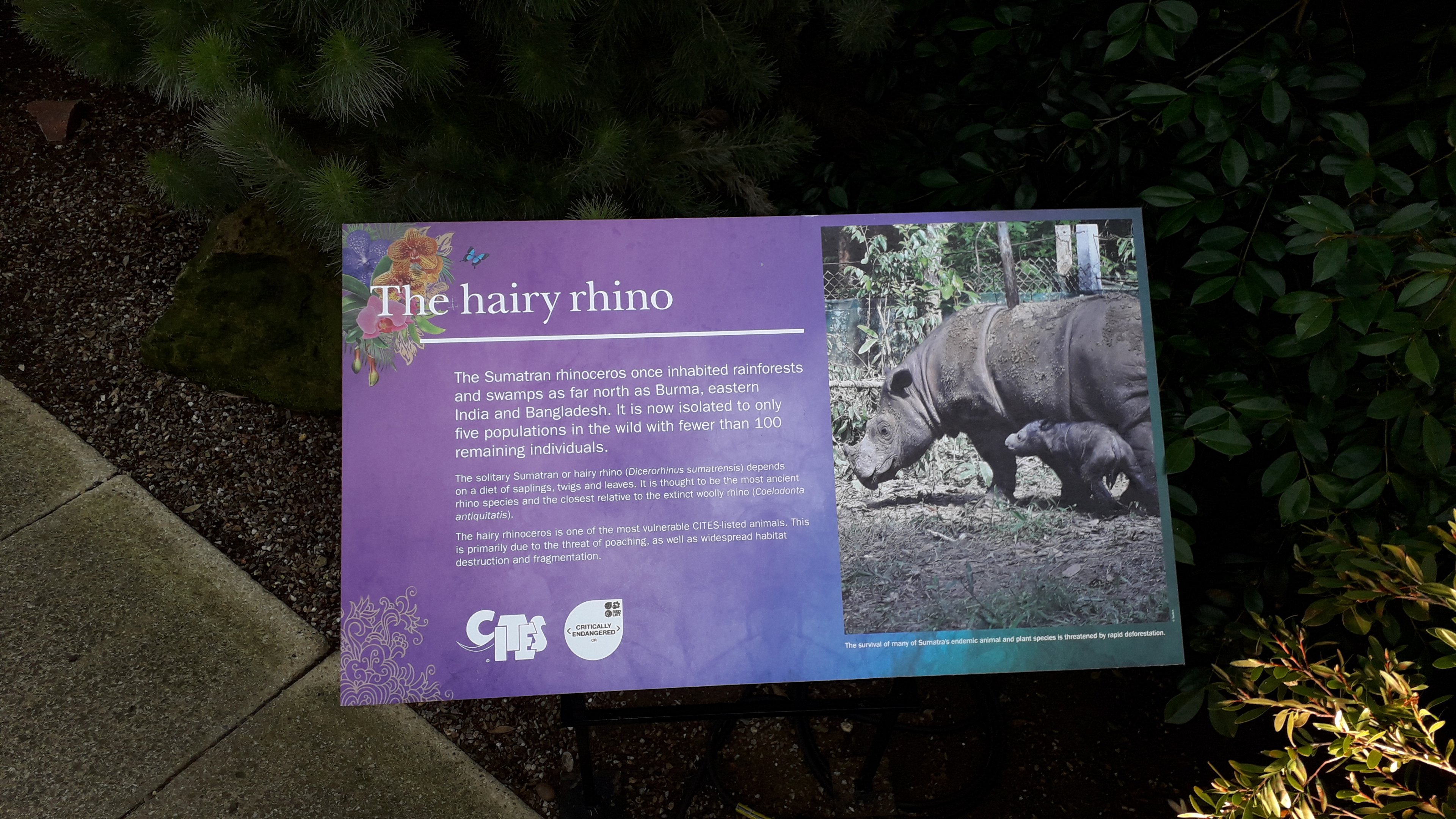 Sumatran Rhino, Orchid Festival 2020 - Indonesia