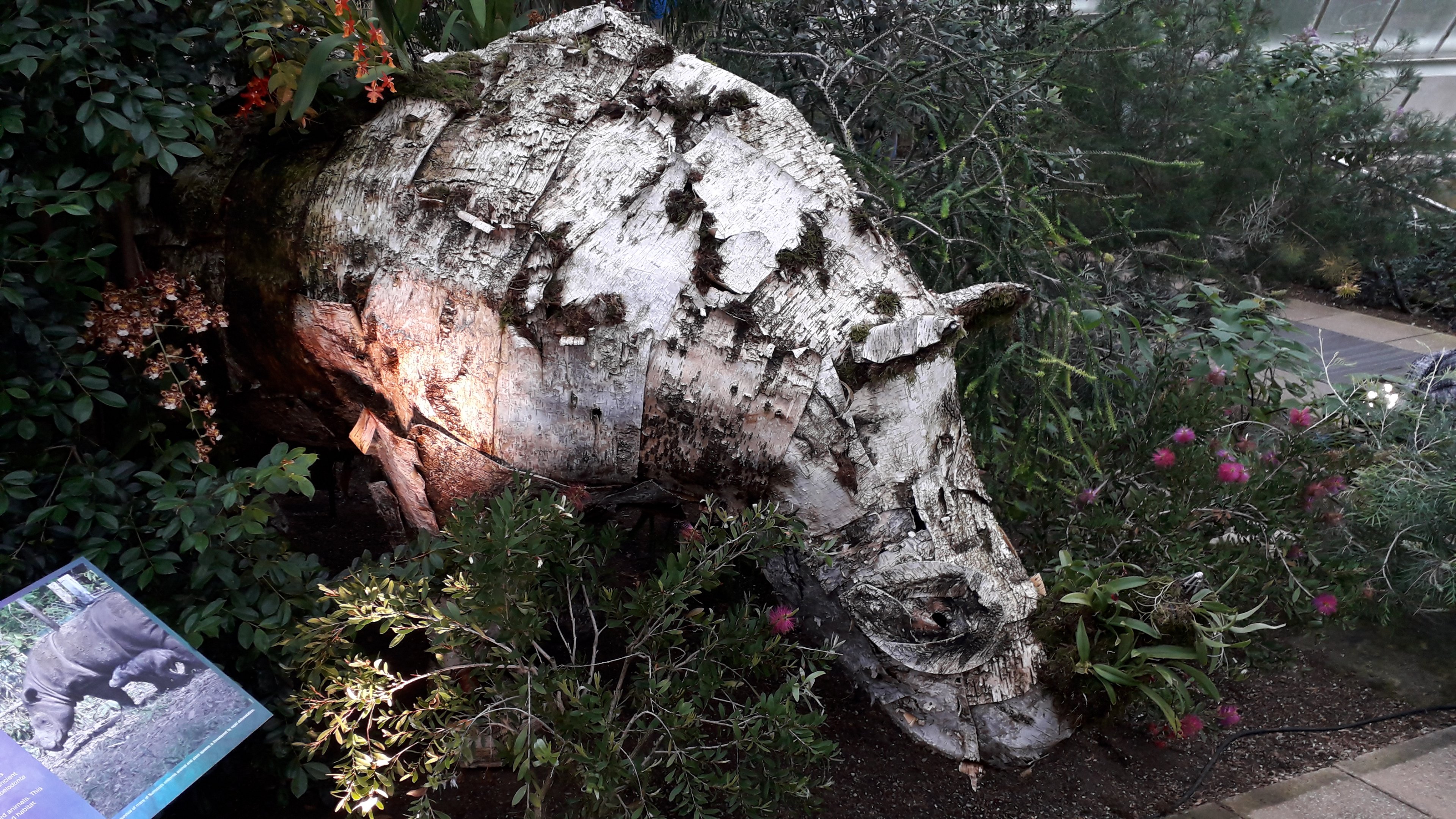 Sumatran Rhino, Orchid Festival 2020 - Indonesia