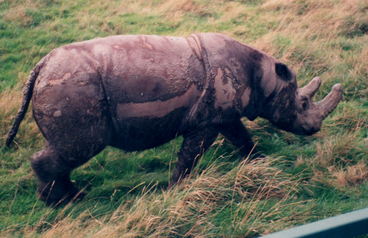 Sumatran Rhino - Port Lympne 1995