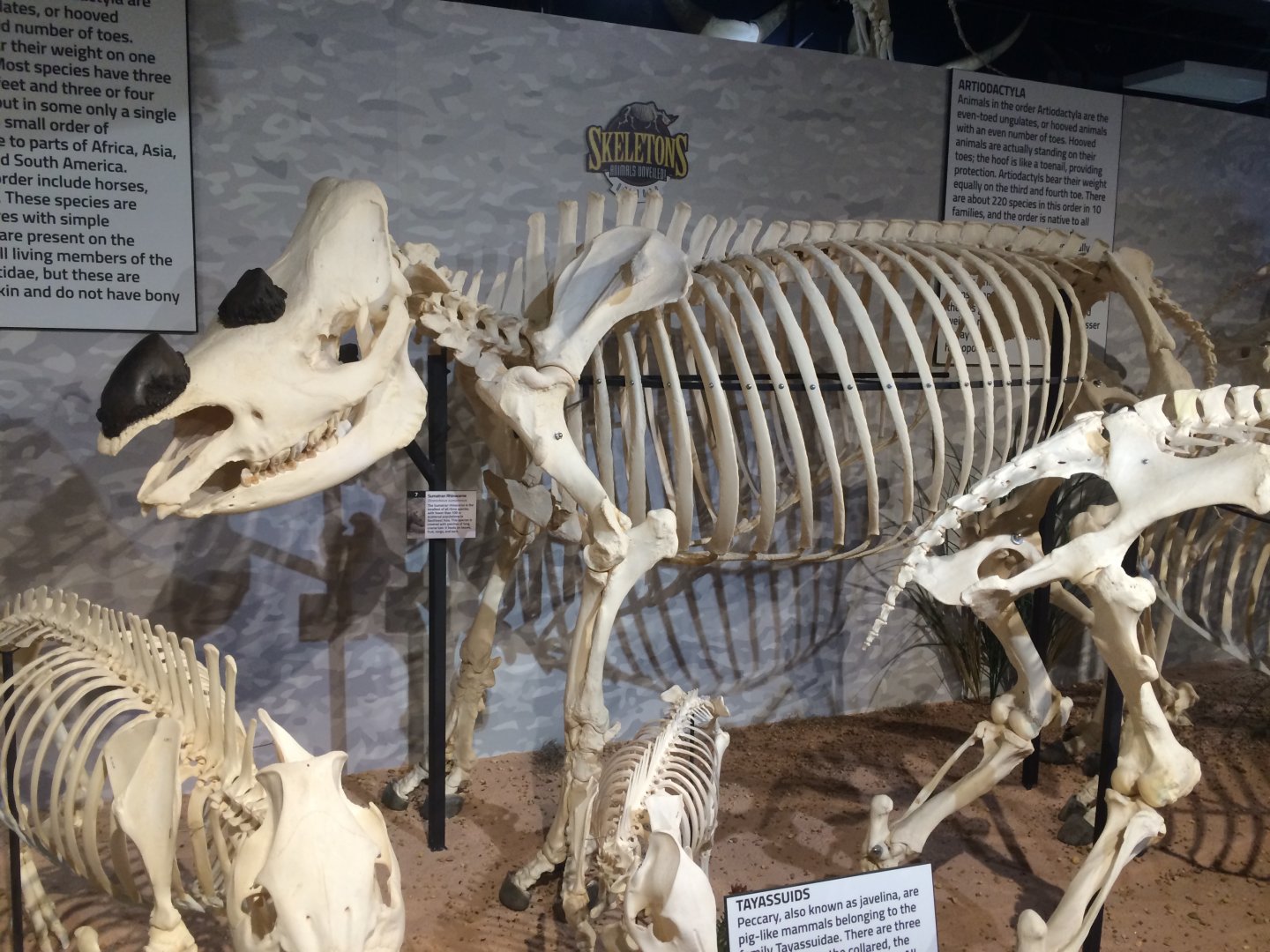 Sumatran Rhino Side View