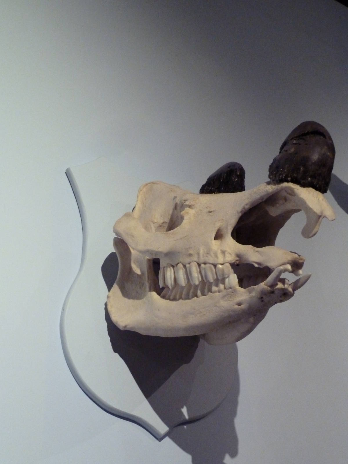 Sumatran Rhino Skull