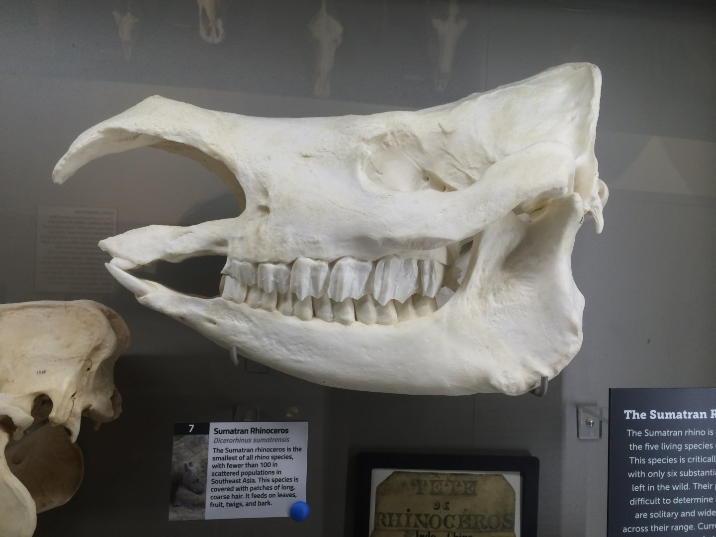 Sumatran Rhino Skull