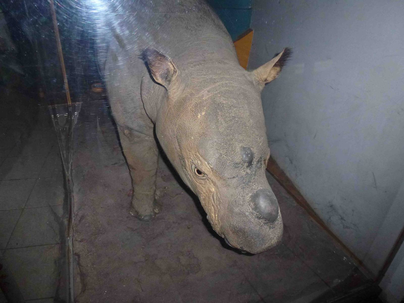 Sumatran rhino (stuffed), July 2013.