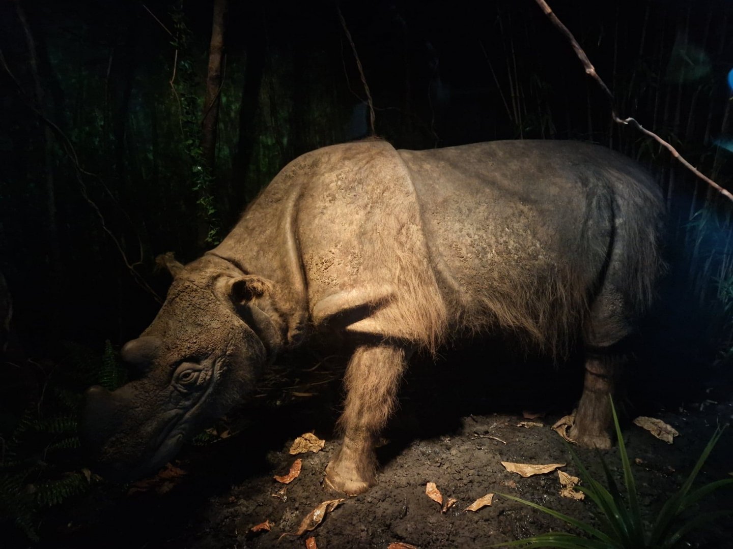Sumatran Rhino Subur