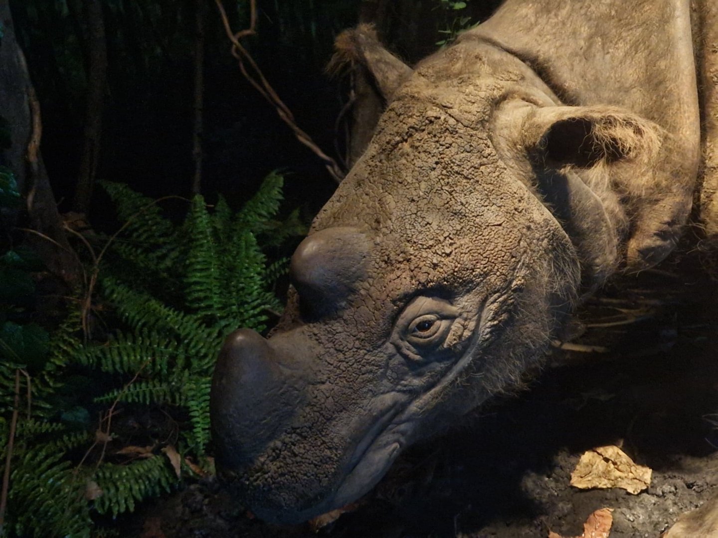 Sumatran Rhino Subur