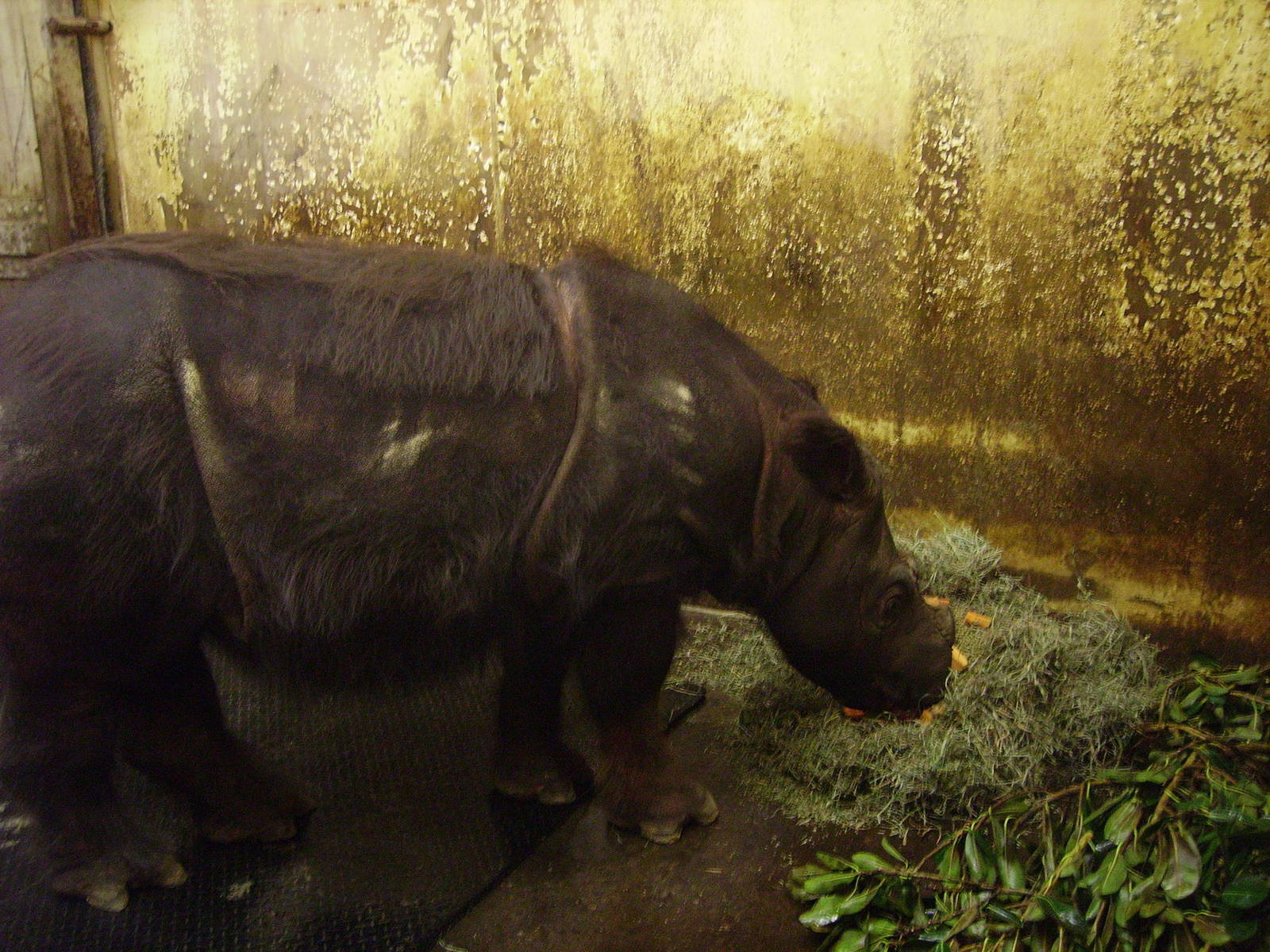 Sumatran Rhino - Suci @ Cincinnati