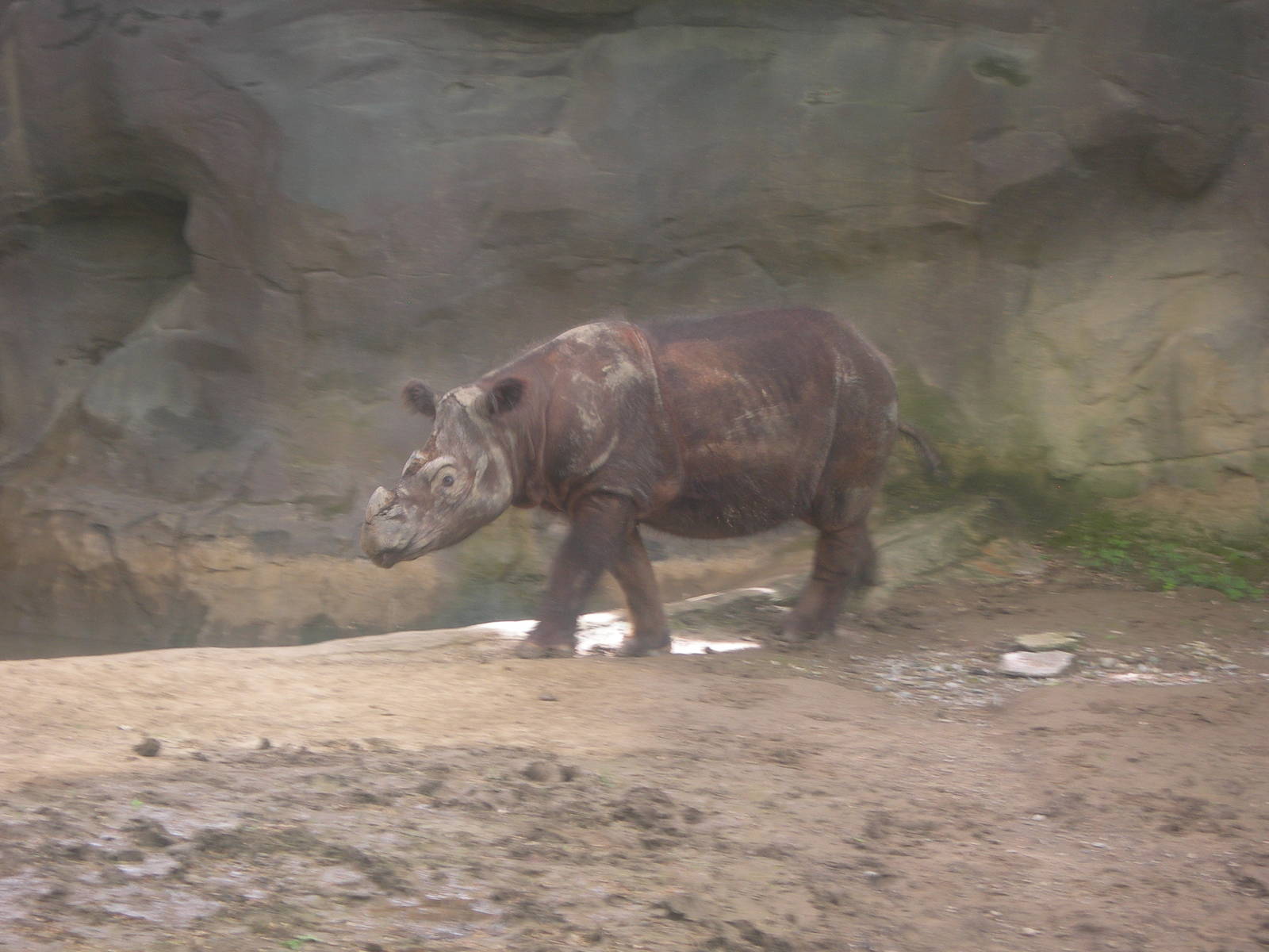 Sumatran Rhino-Suci