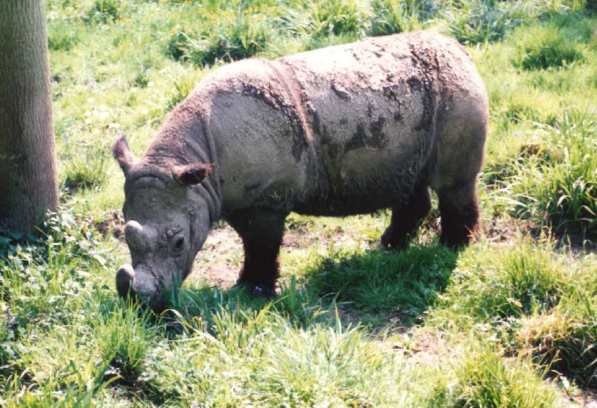 Sumatran rhino Torgamba