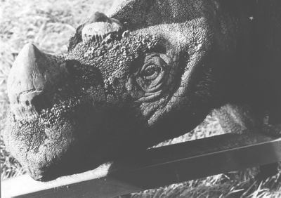 Sumatran rhino