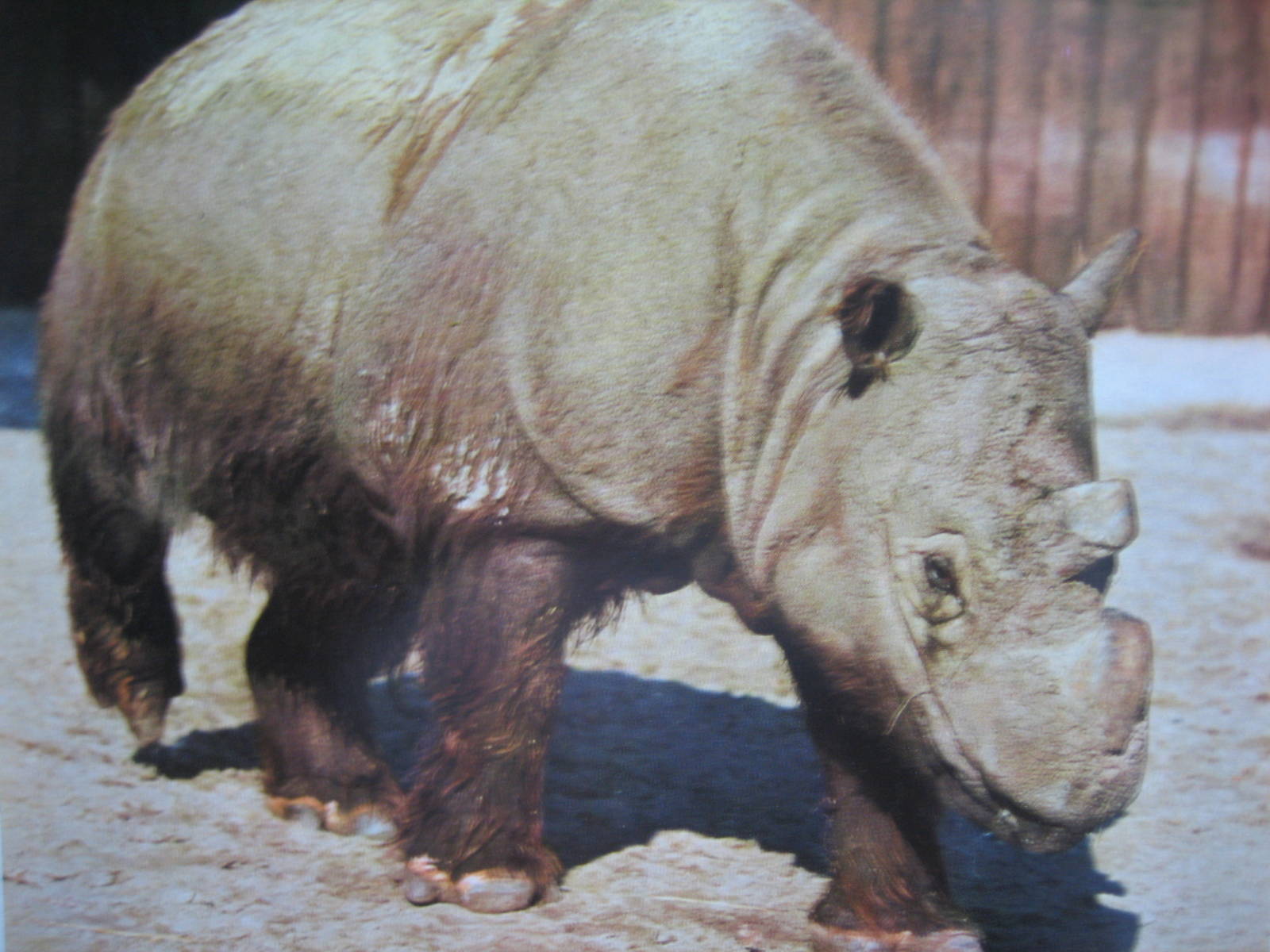 Sumatran rhino