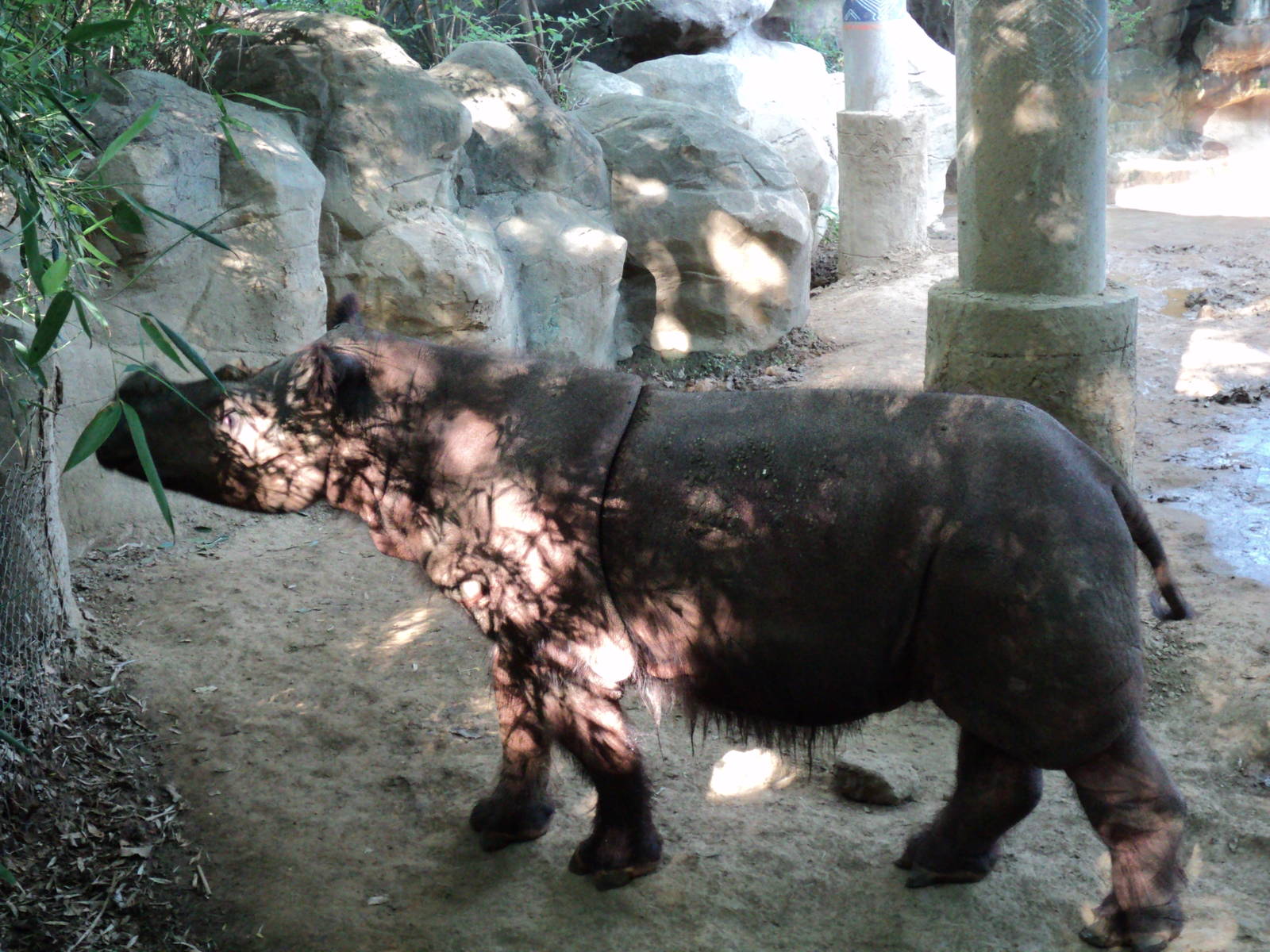 Sumatran Rhino
