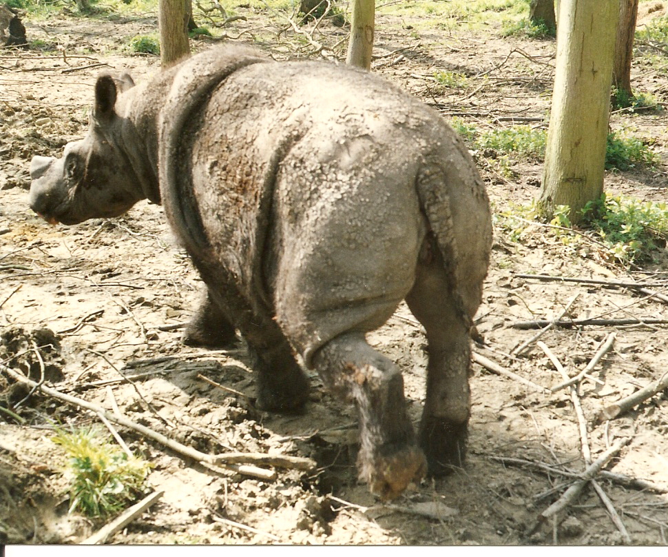 Sumatran Rhino