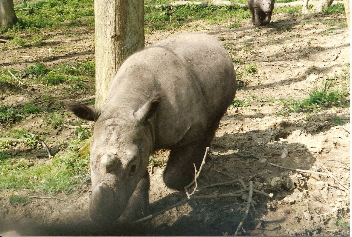 Sumatran Rhino