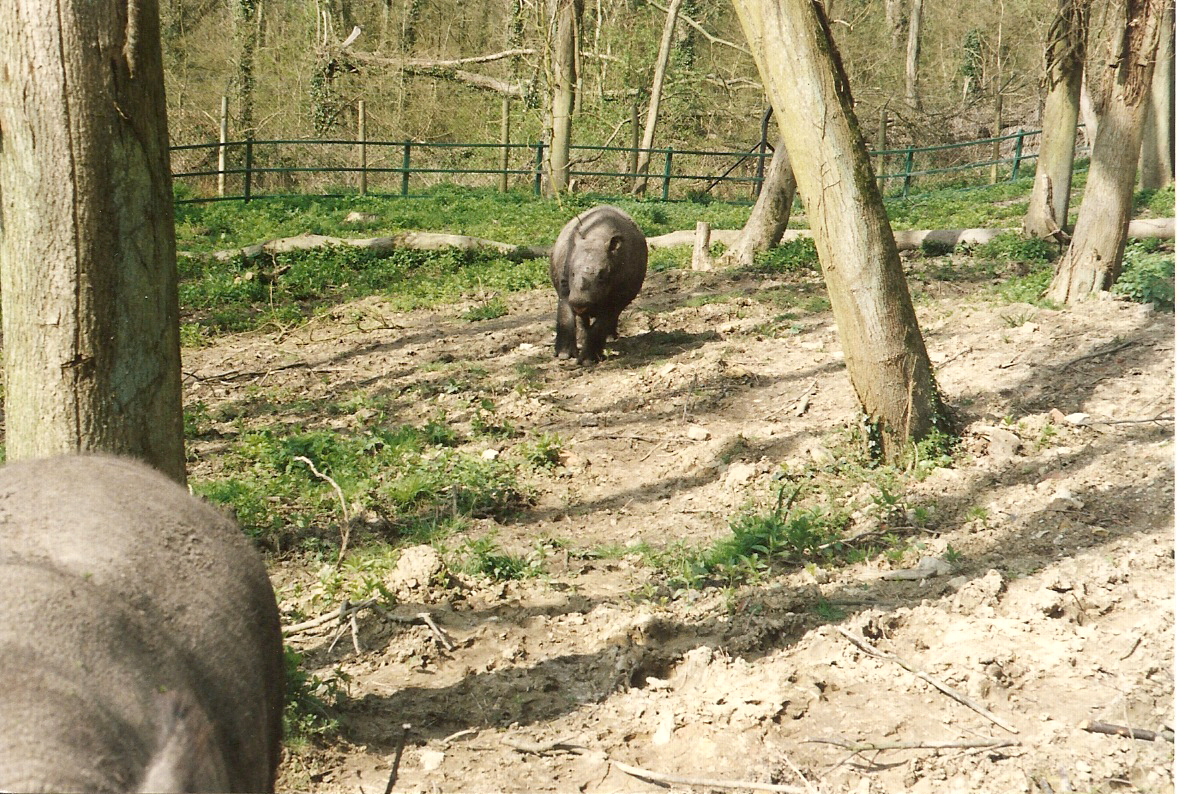 Sumatran Rhino