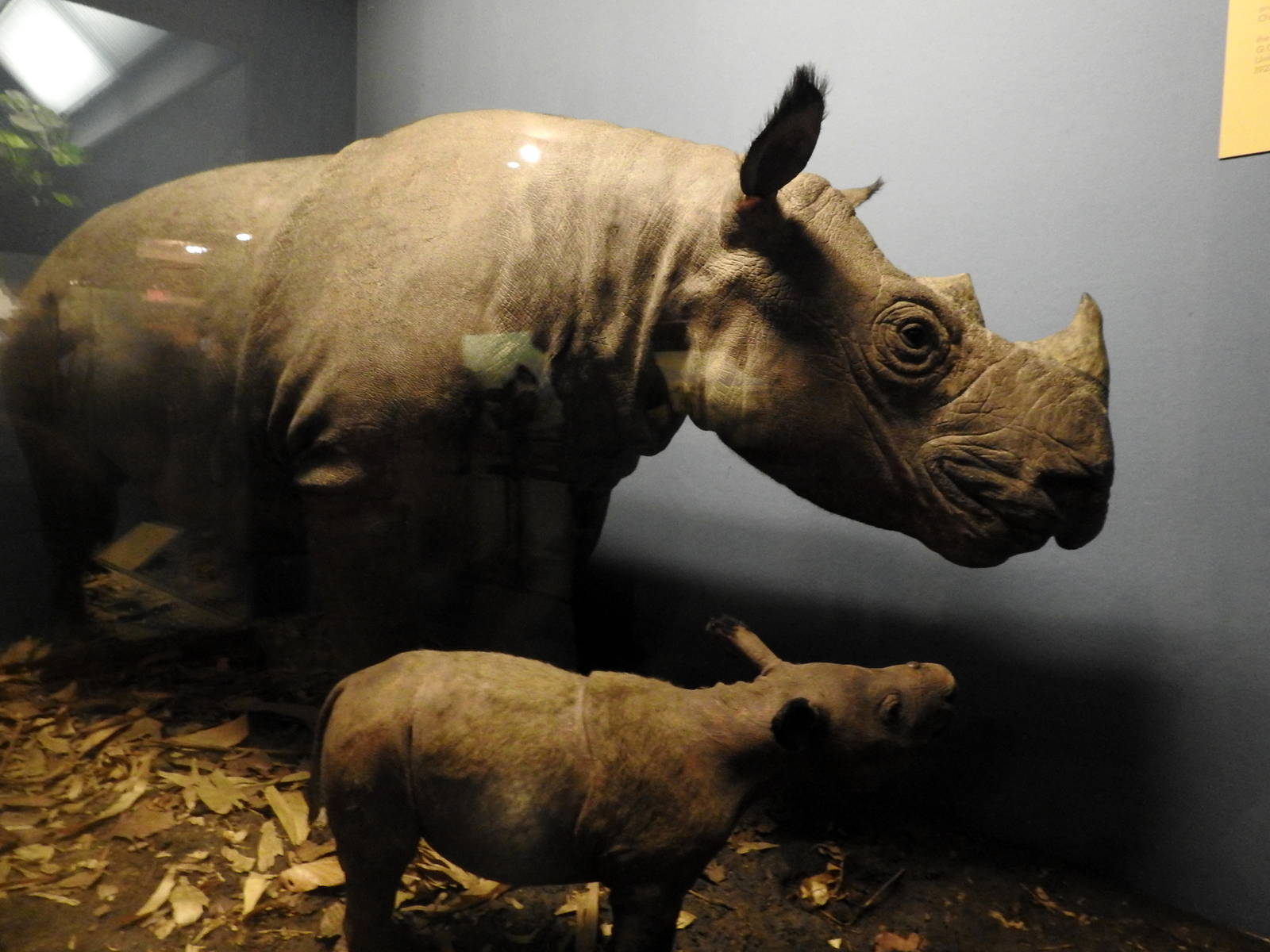 Sumatran Rhino