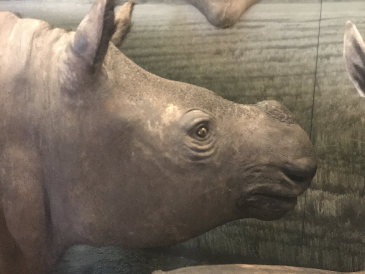 Sumatran rhino