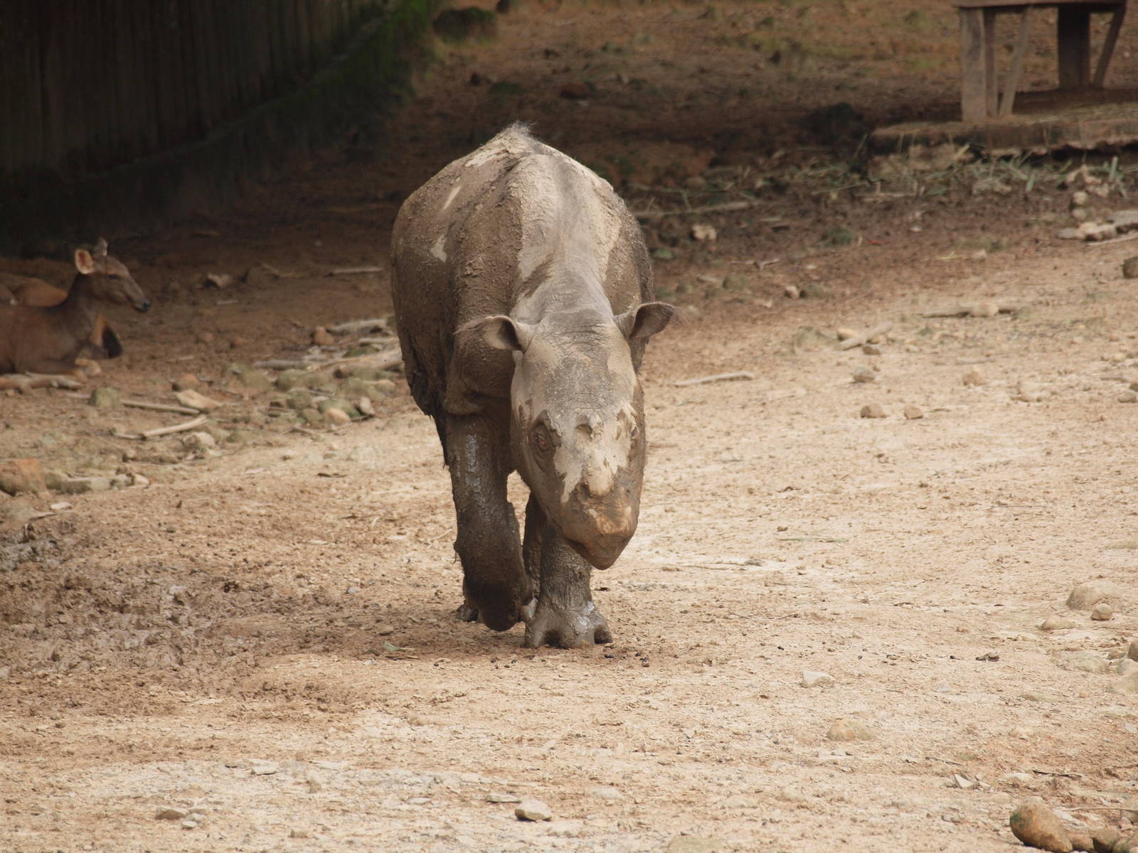 Sumatran rhino