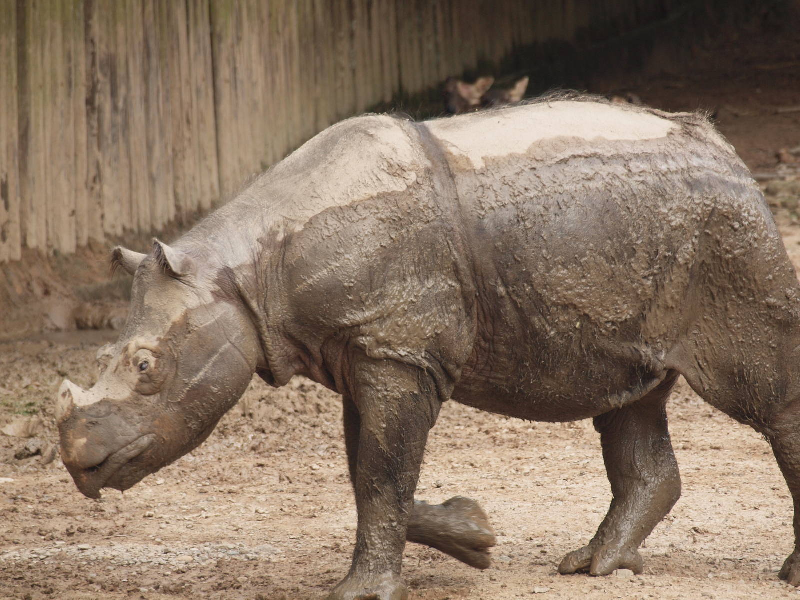 Sumatran rhino
