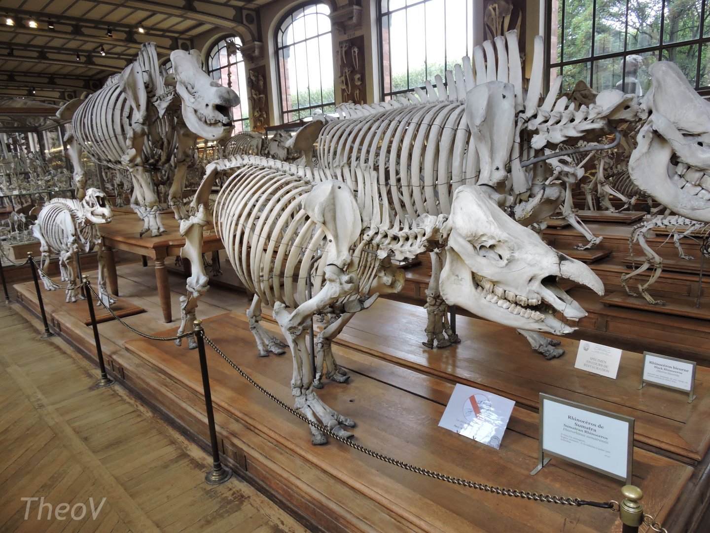 Sumatran rhinoceros [2015]