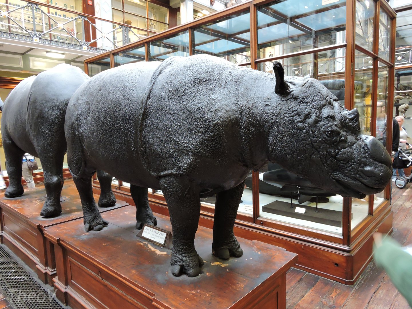 Sumatran rhinoceros [2016]