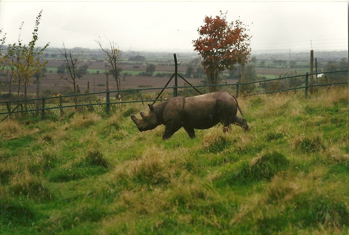 Sumatran Rhinoceros, 24th October 1994
