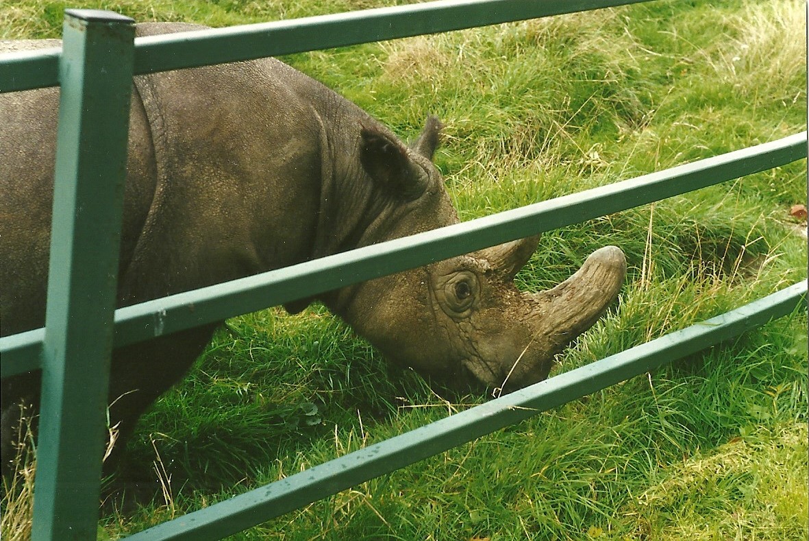 Sumatran Rhinoceros, 24th October 1994