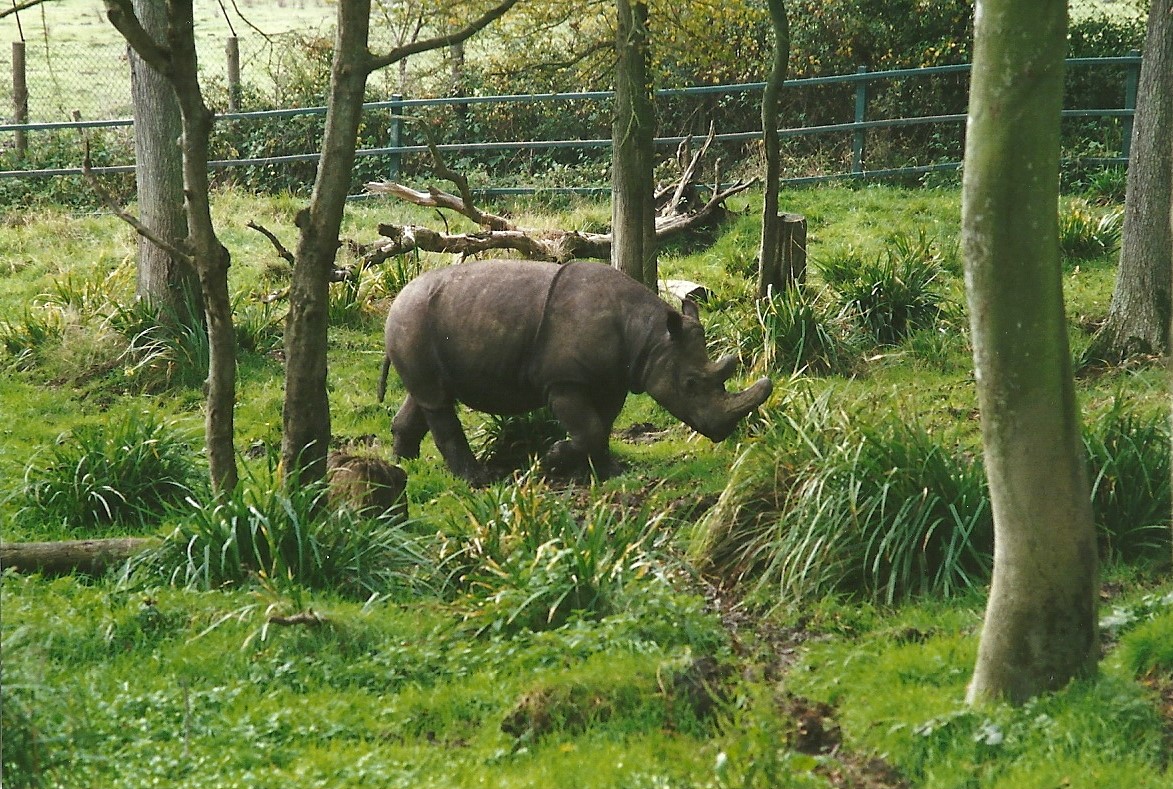 Sumatran Rhinoceros, 24th October 1994