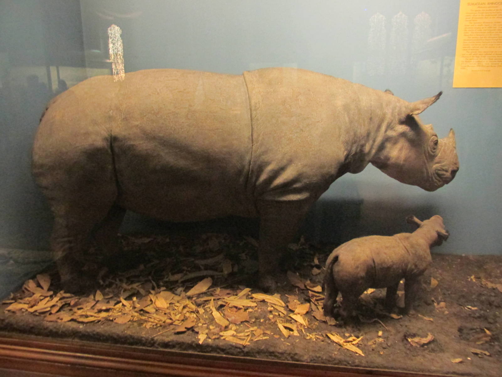 sumatran rhinoceros amnh