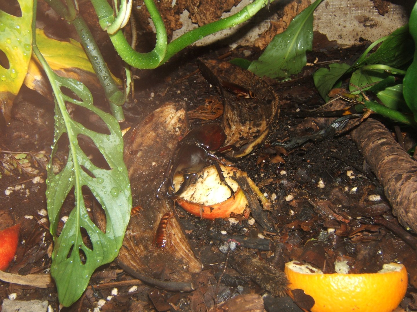 Sumatran Rhinoceros Beetle