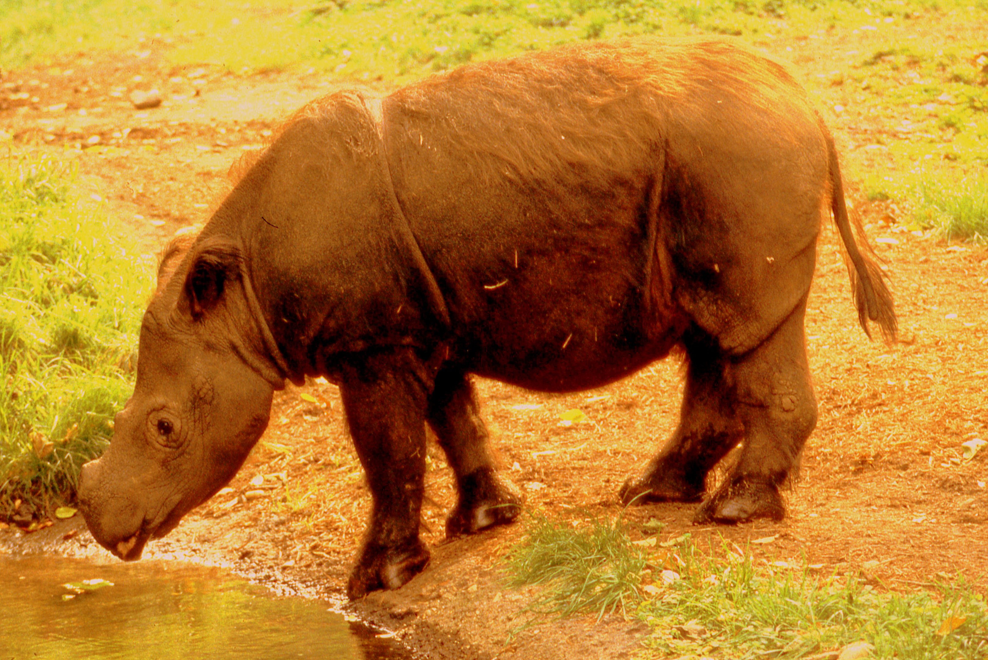 Sumatran  rhinoceros; Bronx; October 1990.