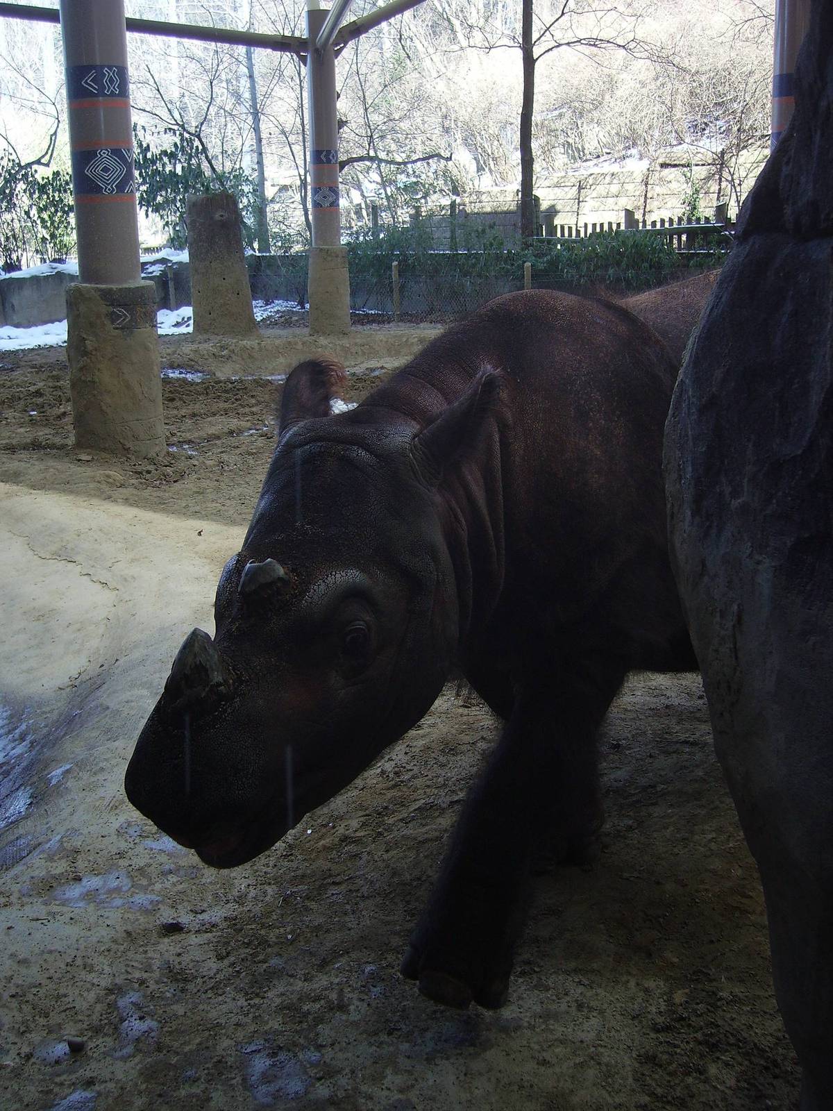 Sumatran Rhinoceros - Emi @ Cincinnati Zoo