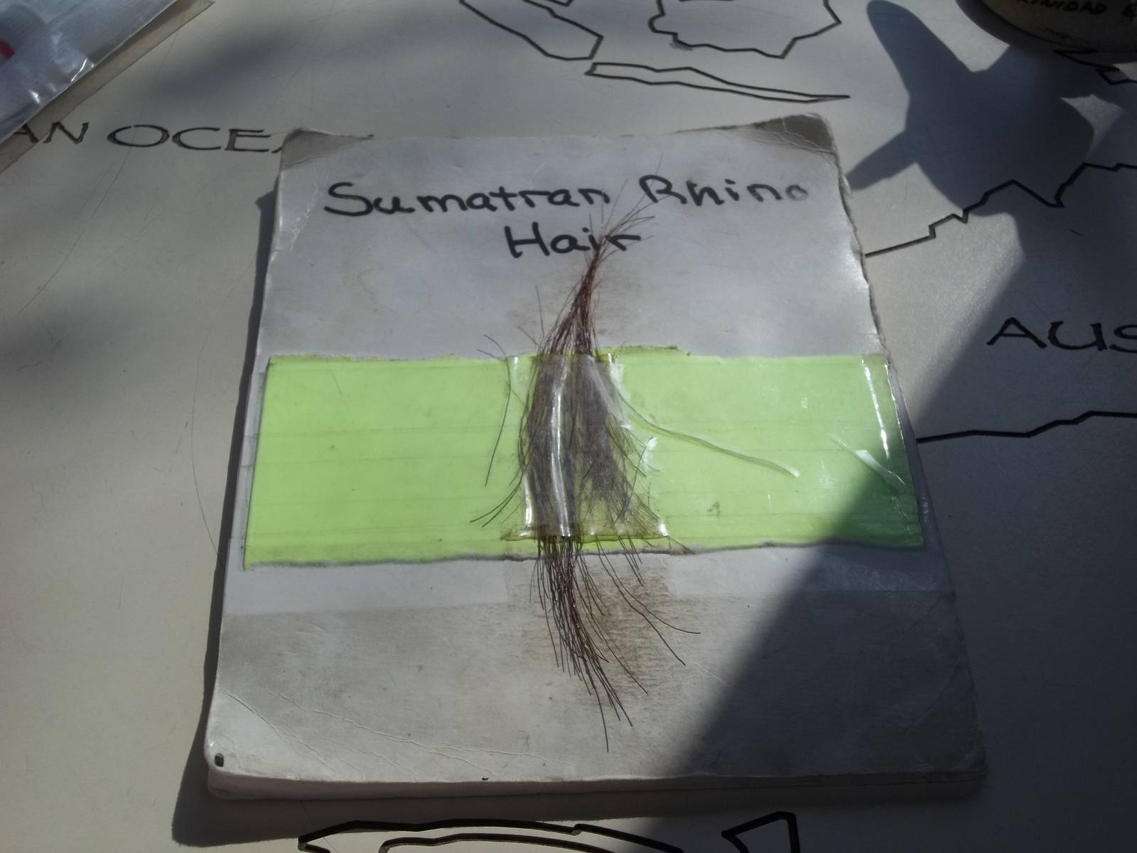 Sumatran Rhinoceros Hair