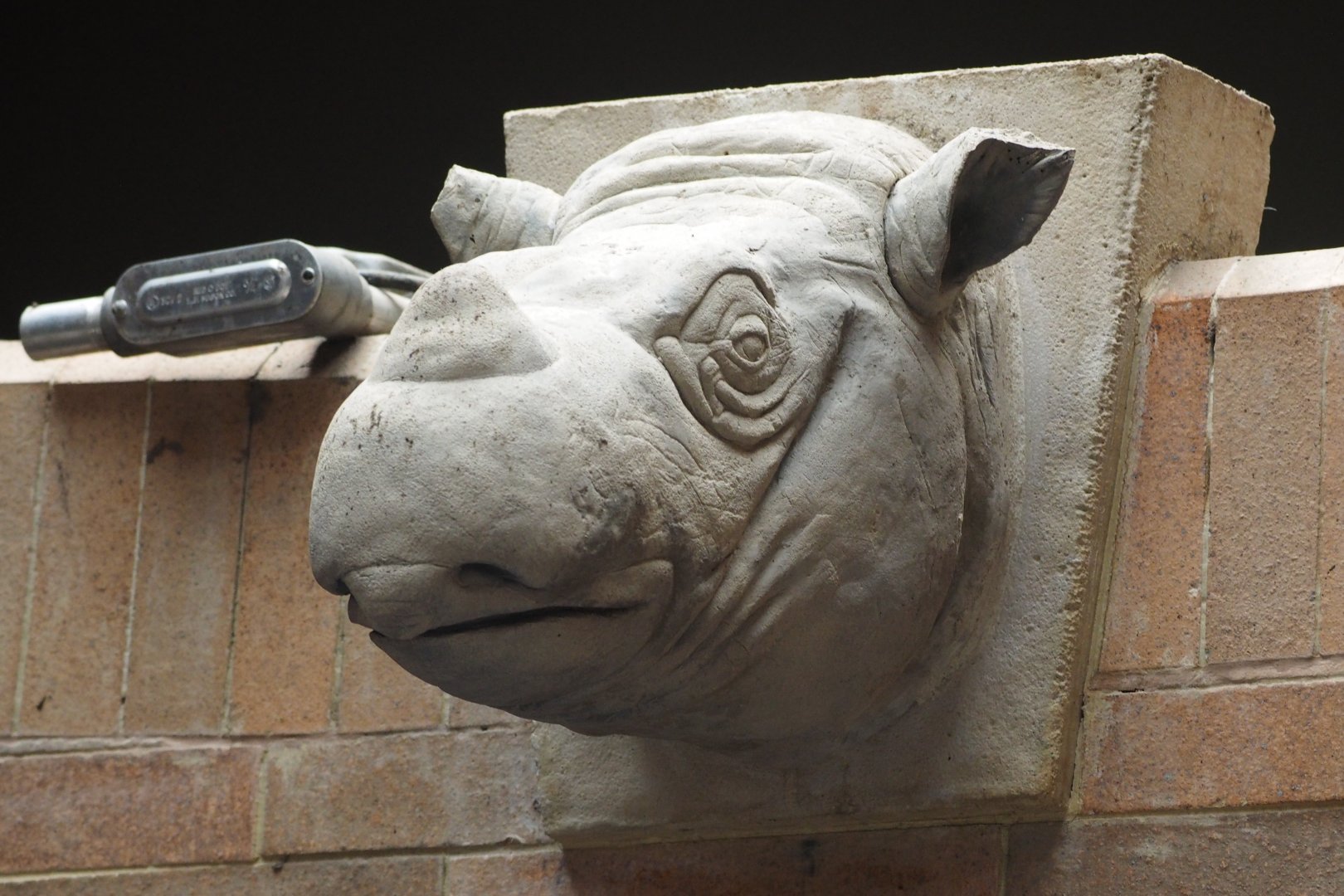 Sumatran rhinoceros head statue