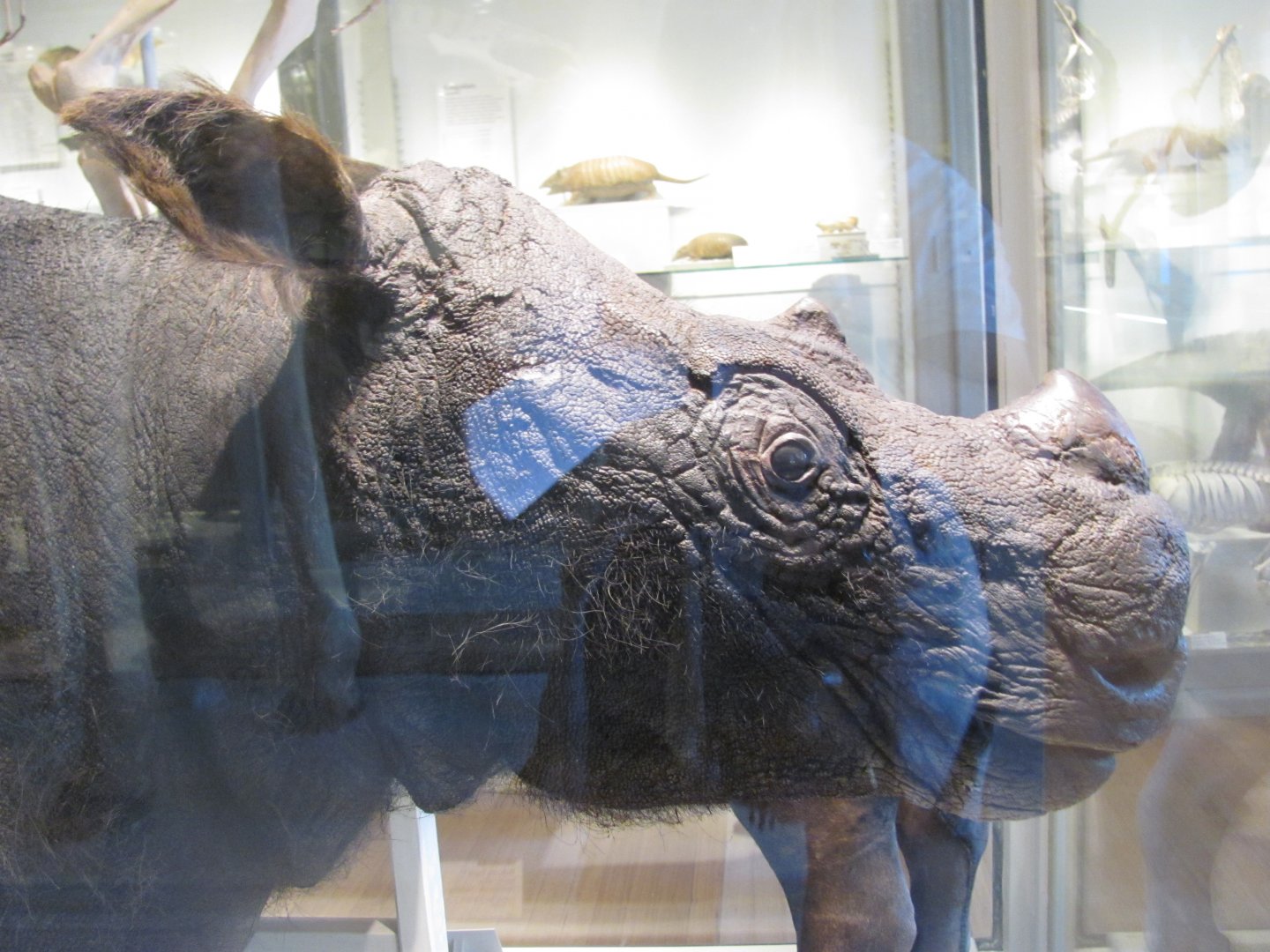 Sumatran Rhinoceros Head