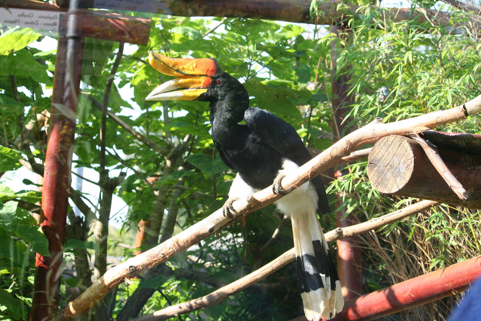 Sumatran rhinoceros hornbill, 01/10/2011