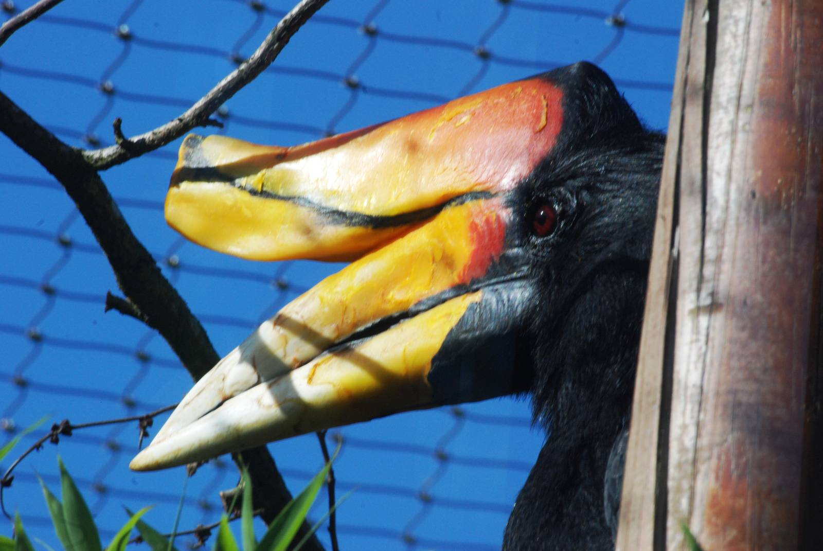Sumatran Rhinoceros Hornbill at Colchester, 31/08/13