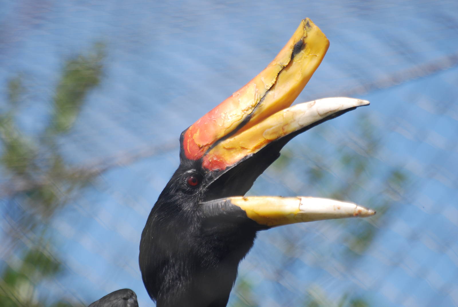 Sumatran rhinoceros hornbill