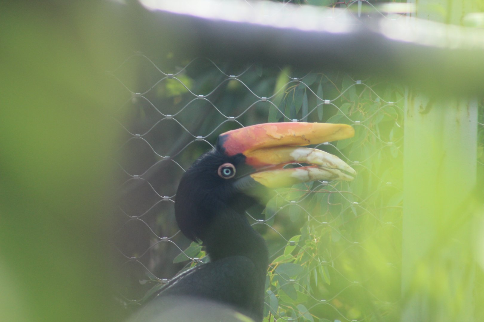 Sumatran Rhinoceros Hornbill